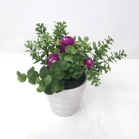 Purple Daisy And Euc In Pot 13cm