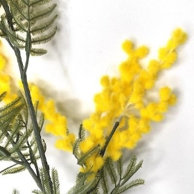 Yellow Mimosa 84cm