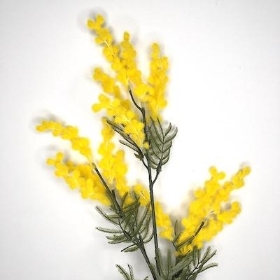 Yellow Mimosa 84cm