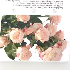 Pink Spray Rose Folding Card x 25